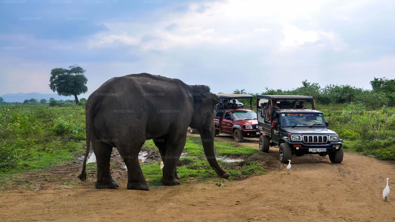 Safari en el Parque Nacional Udawalawe desde Bentota