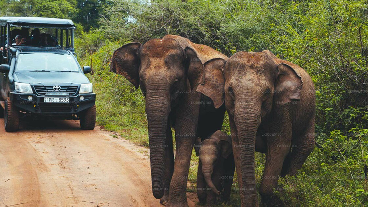 Safari en el Parque Nacional de Udawalawe desde Beruwala