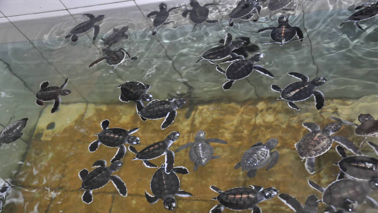 Paseo costero a Galle desde Beruwala