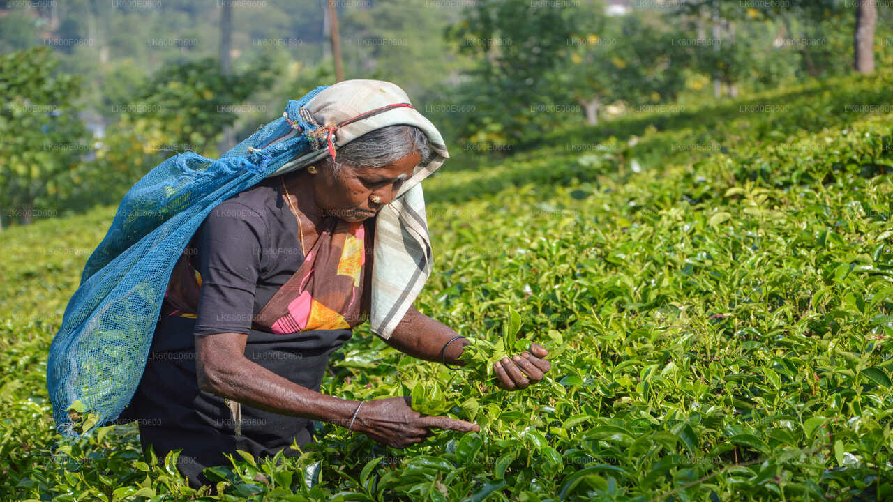 Lo más destacado de la costa sur y safari fluvial desde Beruwala