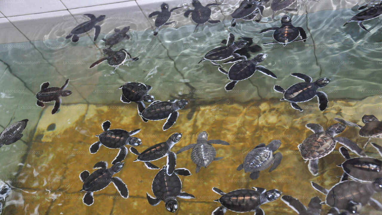 Visita a la ciudad de Bentota y Galle desde Beruwala