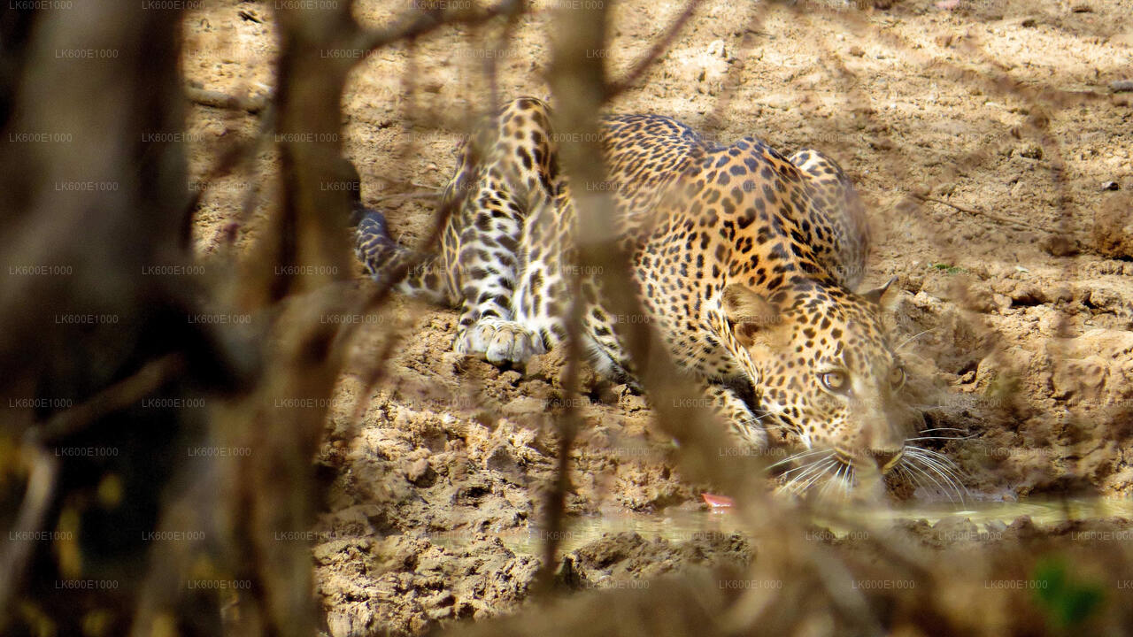Safari en el Parque Nacional Yala desde Beruwala