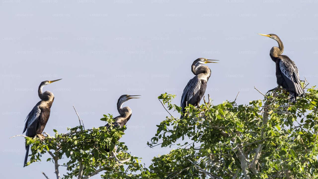 Safari por el Parque Nacional Bundala desde Beruwala