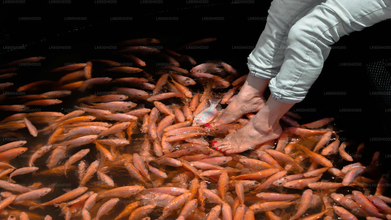 Viaje costero a Galle desde Colombo