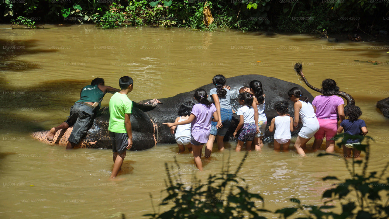 Visita a la Fundación Elefante del Milenio desde el aeropuerto de Colombo