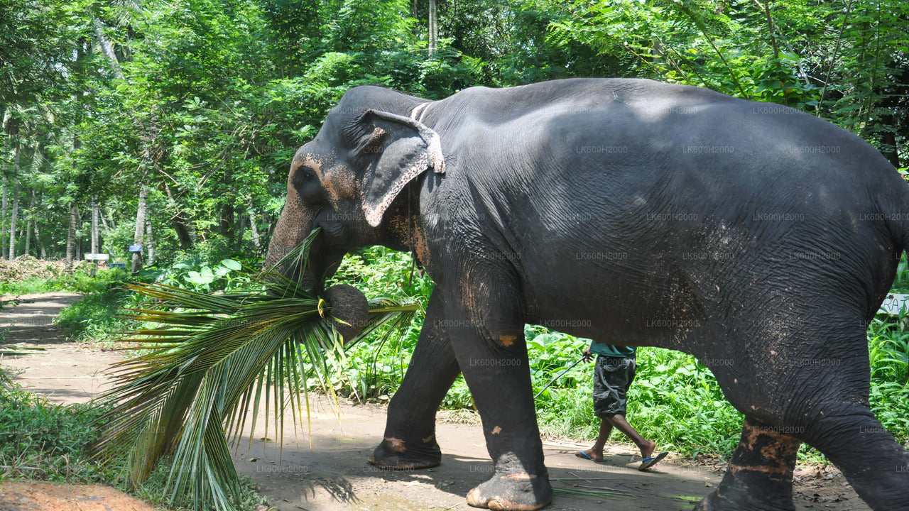 Visita a la Fundación Elefante del Milenio desde el aeropuerto de Colombo