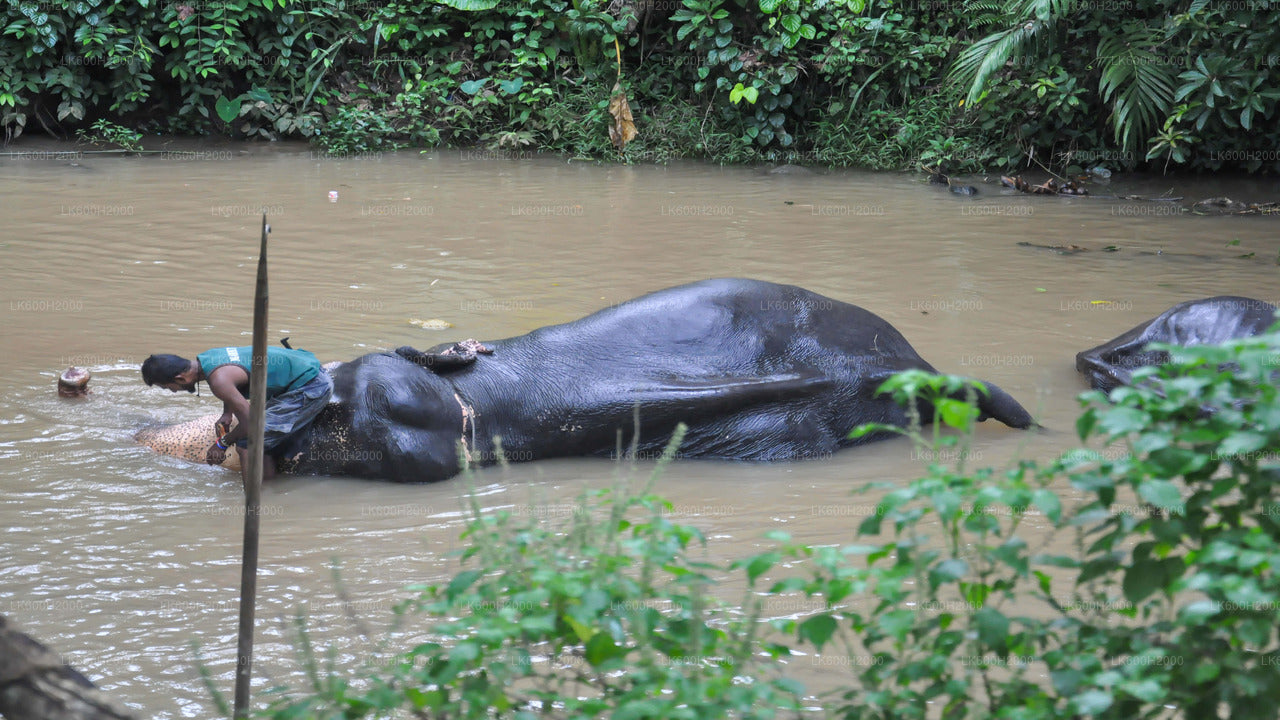 Visita a la Fundación Elefante del Milenio desde el aeropuerto de Colombo