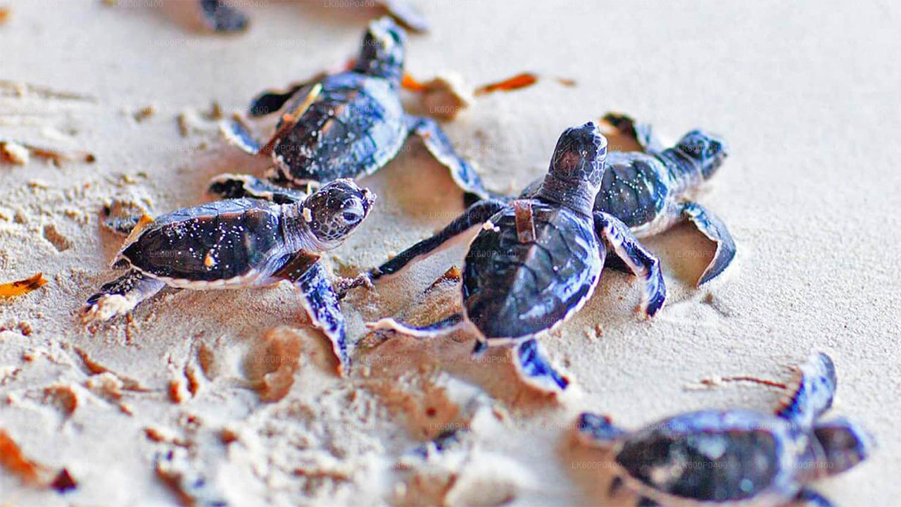 Excursión a la ciudad de Bentota desde Galle