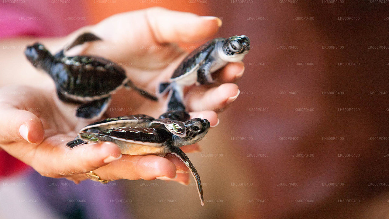 Excursión a la ciudad de Bentota desde Galle