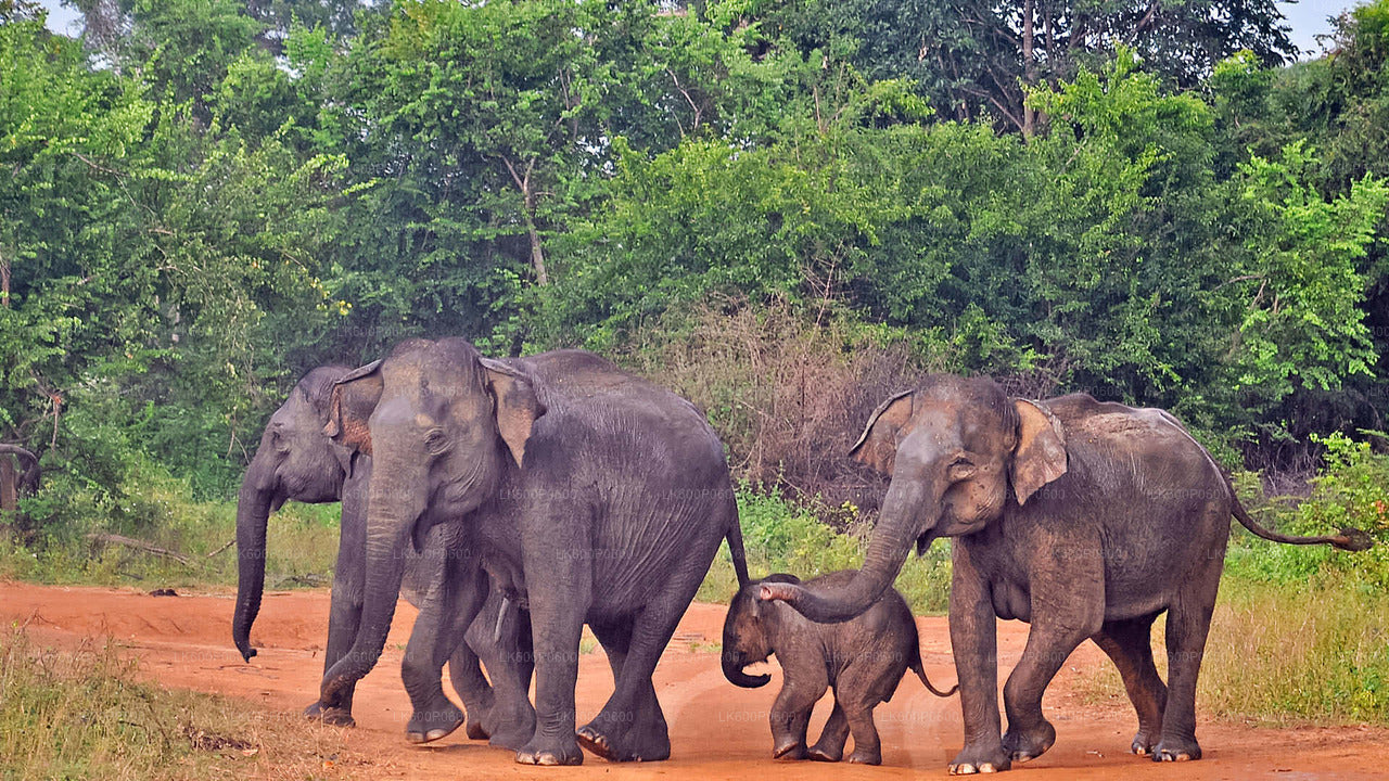 Safari en el Parque Nacional Udawalawe desde Galle