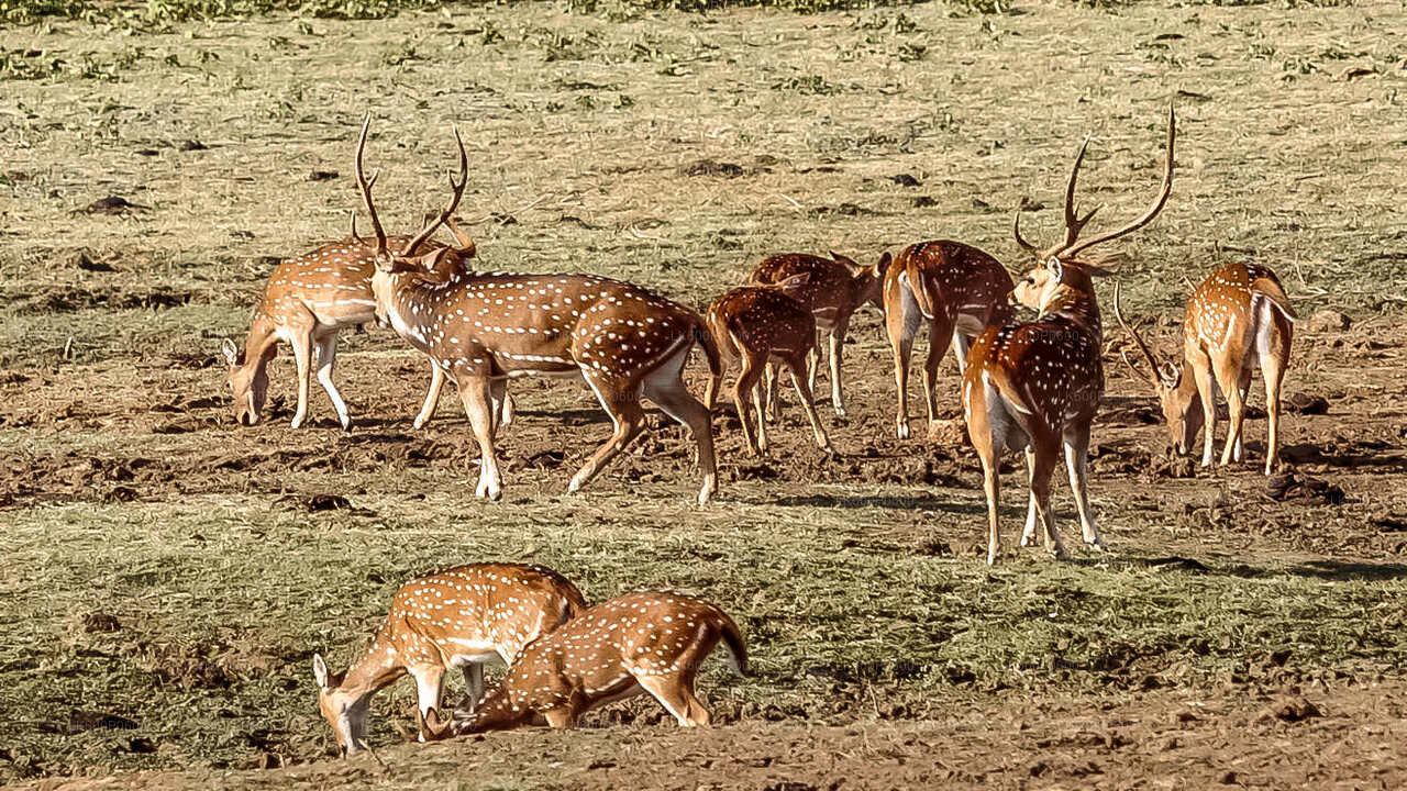 Safari en el Parque Nacional Udawalawe desde Galle