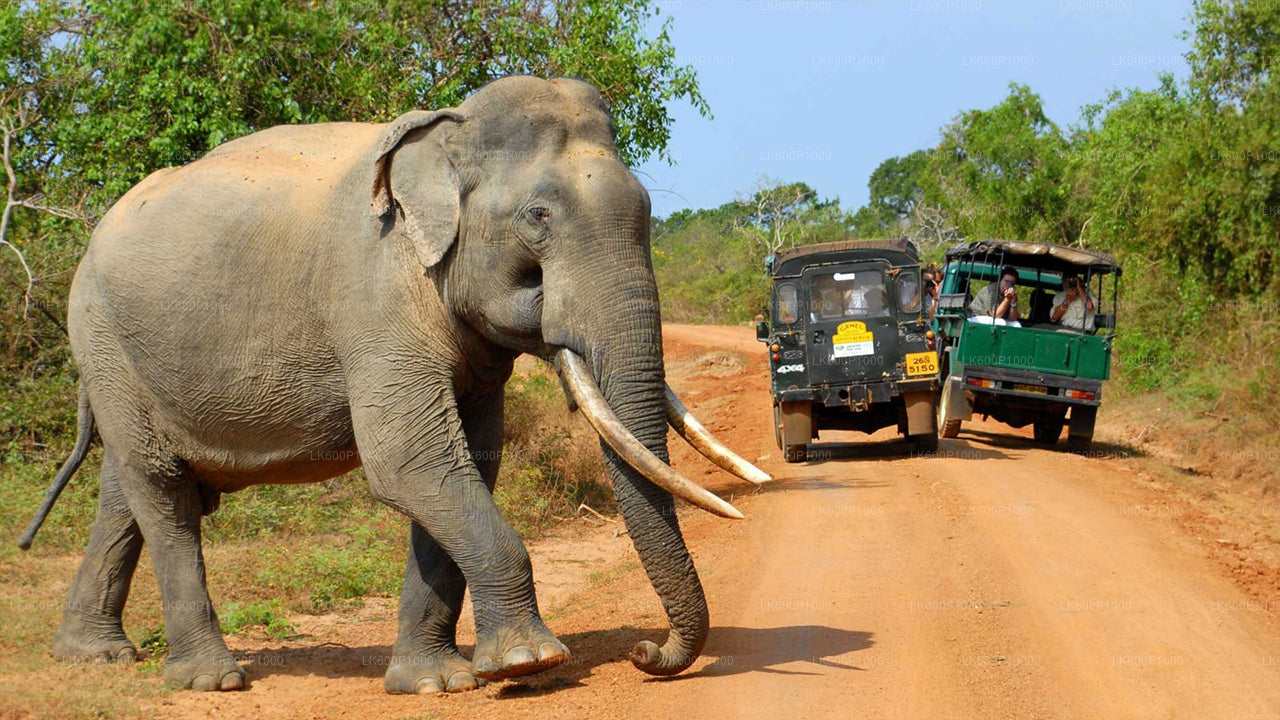 Safari en el Parque Nacional de Yala desde Galle