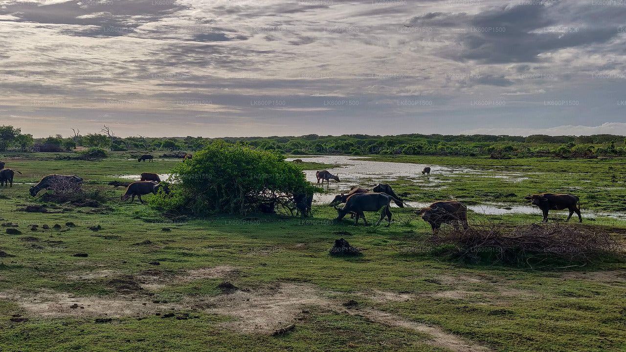 Safari por el Parque Nacional Bundala desde Galle