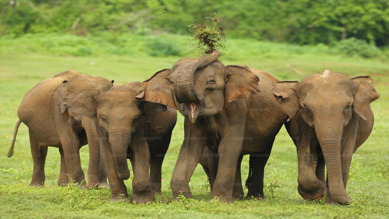 Safari en el Parque Nacional de Udawalawe desde Hikkaduwa