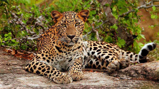 Safari al Parque Nacional de Yala desde Hikkaduwa