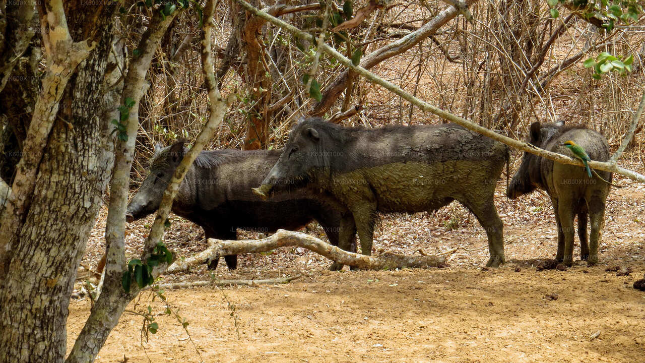 Safari al Parque Nacional de Yala desde Hikkaduwa