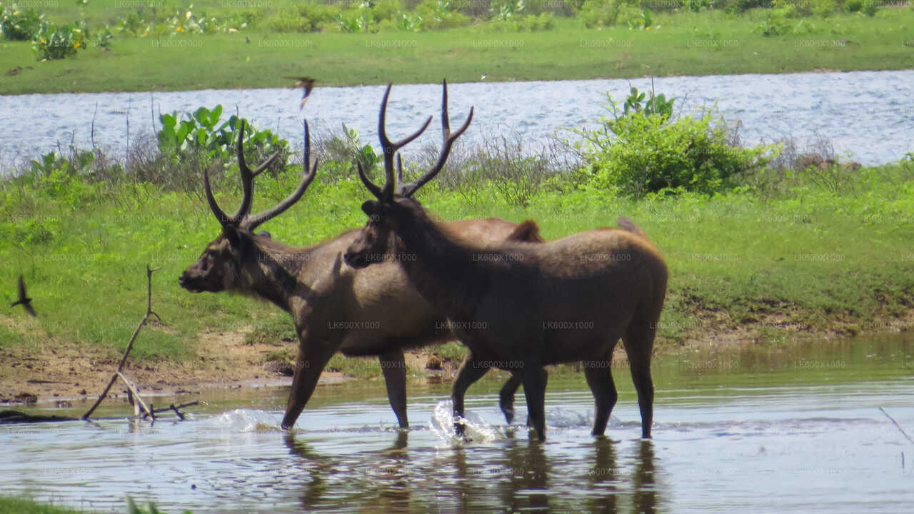 Safari al Parque Nacional de Yala desde Hikkaduwa