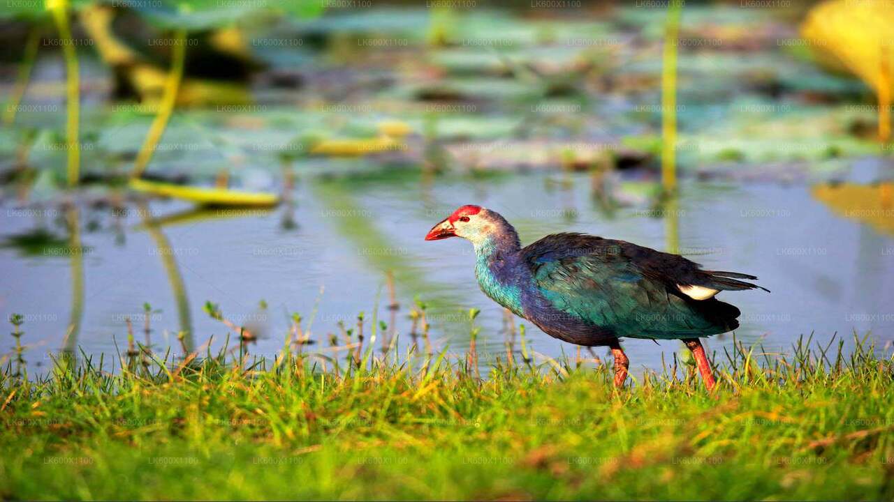 Safari por el Parque Nacional Bundala desde Hikkaduwa