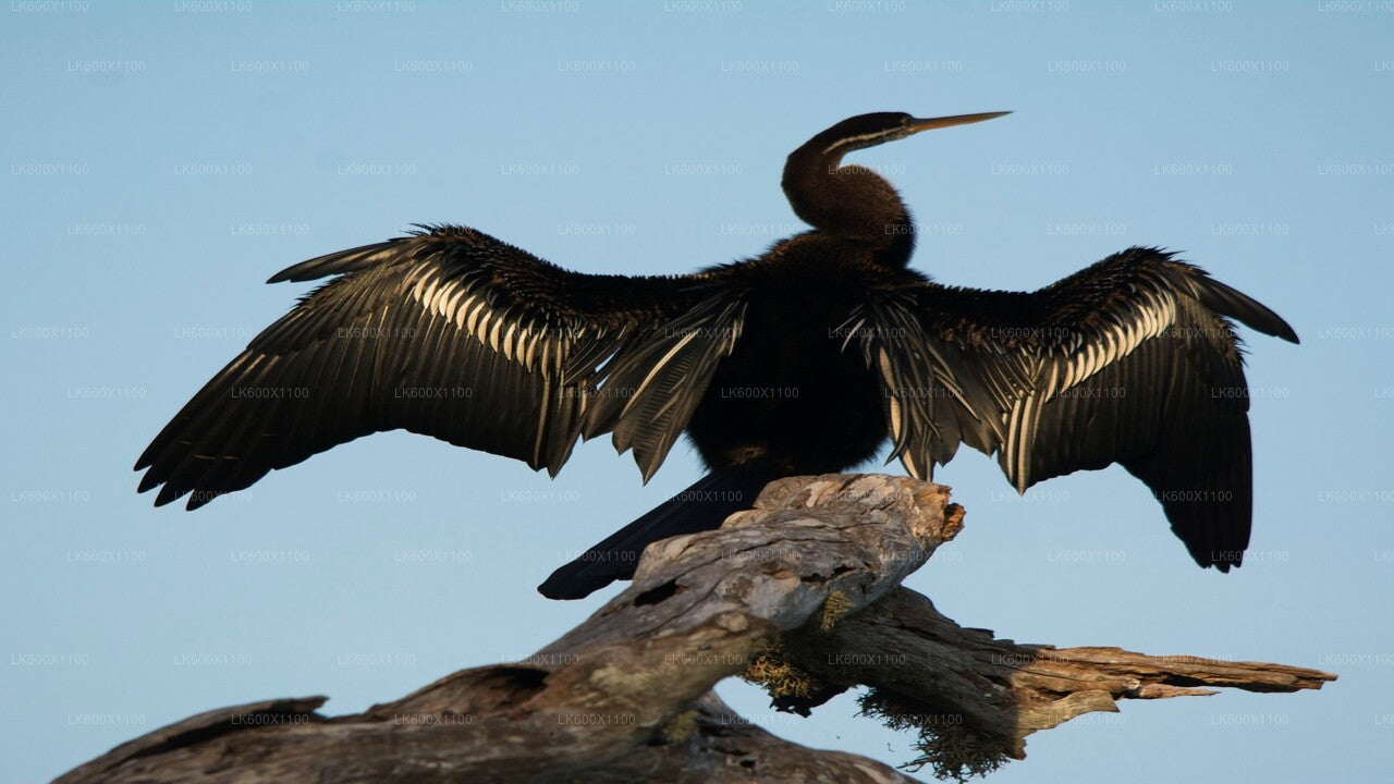 Safari por el Parque Nacional Bundala desde Hikkaduwa