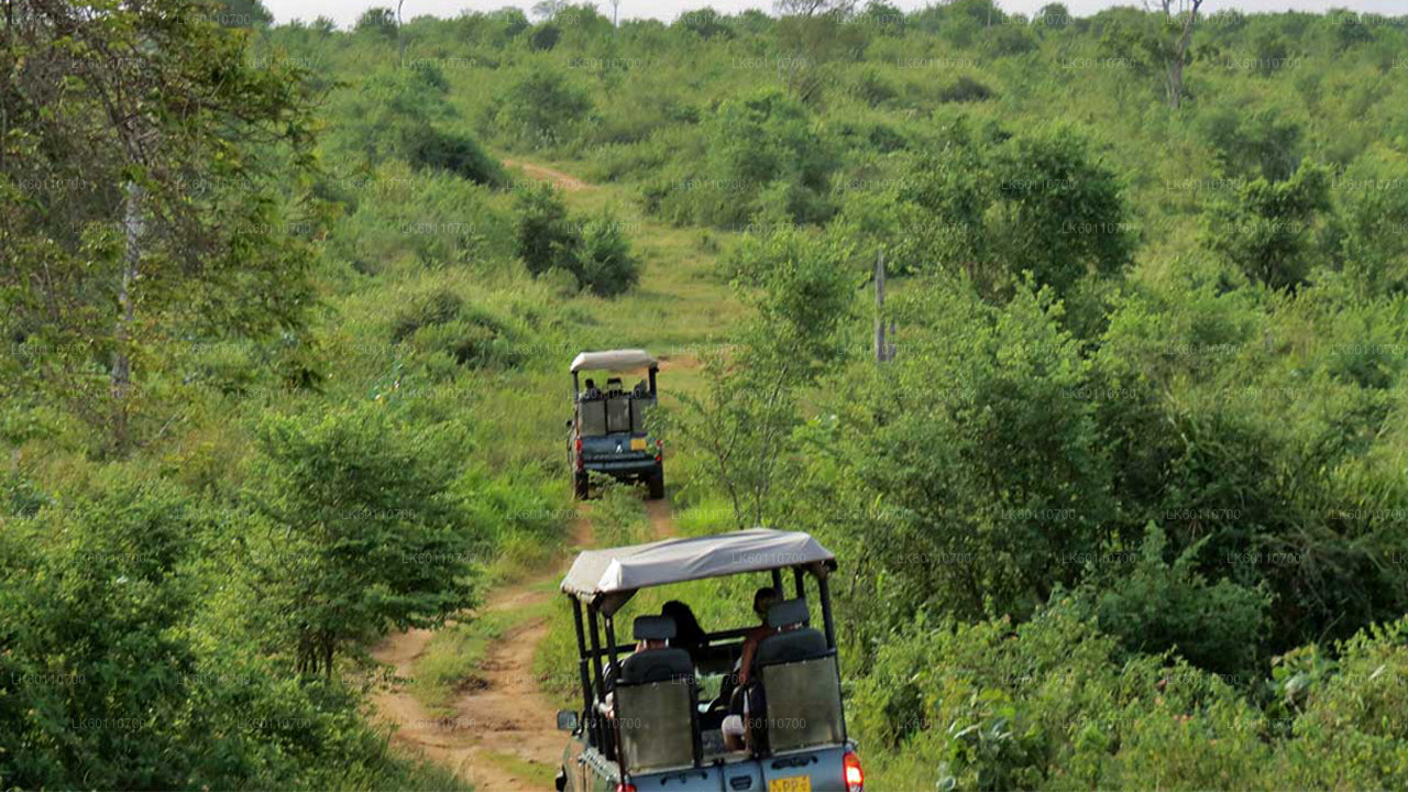 Safari en el Parque Nacional de Udawalawe desde Hikkaduwa