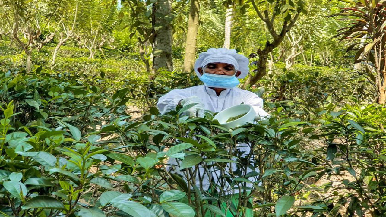 Balapitiya, Handunugoda y Galle de Bentota