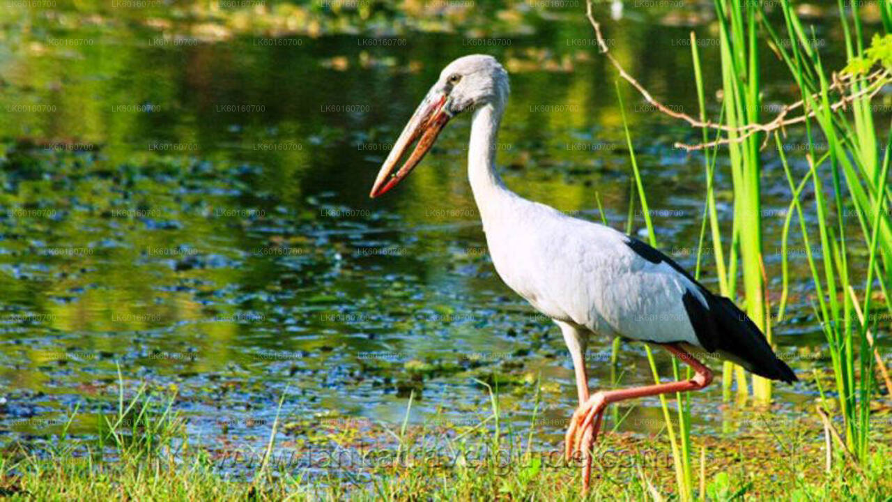 Safari por el Parque Nacional Udawalawe desde Kalutara