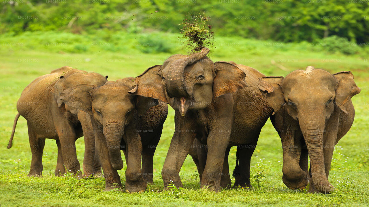 Safari por el Parque Nacional Udawalawe desde Kalutara