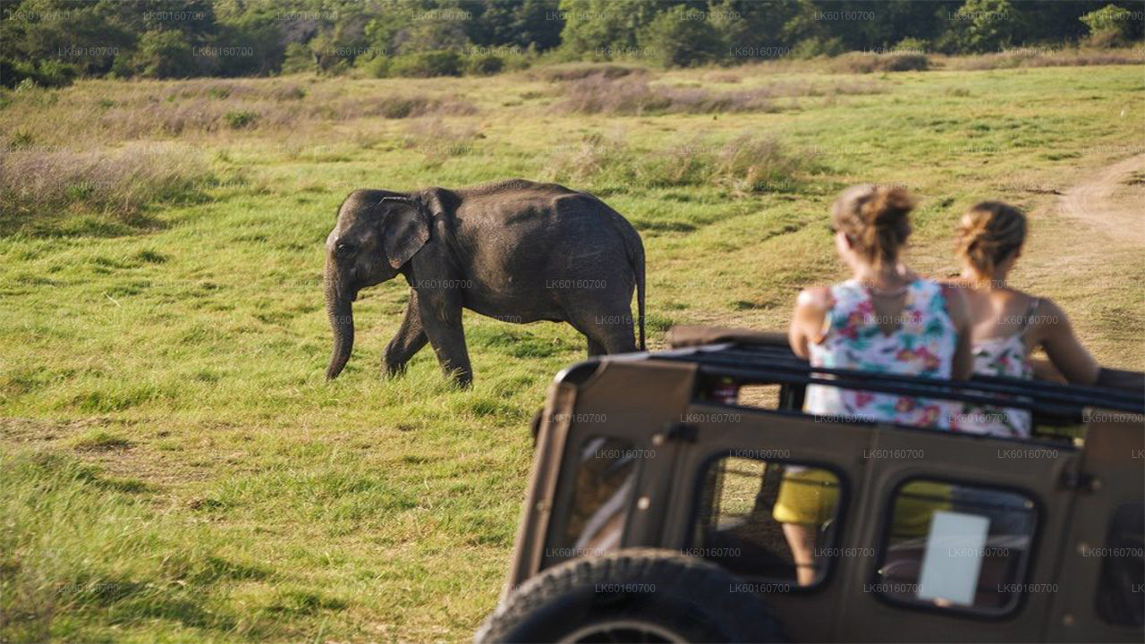 Safari por el Parque Nacional Udawalawe desde Kalutara