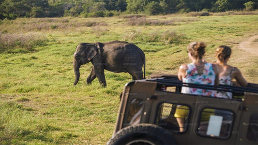 Safari por el Parque Nacional Udawalawe desde Kalutara