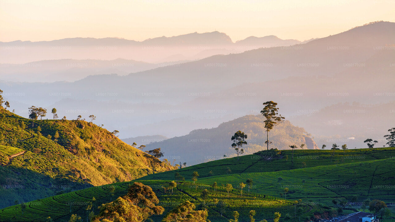 Tierras altas de Nuwara Eliya desde Kandy