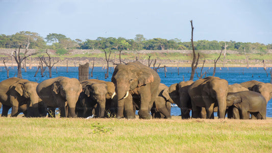 Safari en el Parque Nacional de Kaudulla desde Kandy