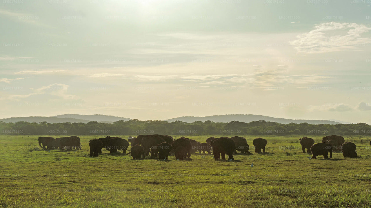 Safari en el Parque Nacional de Kaudulla desde Kandy