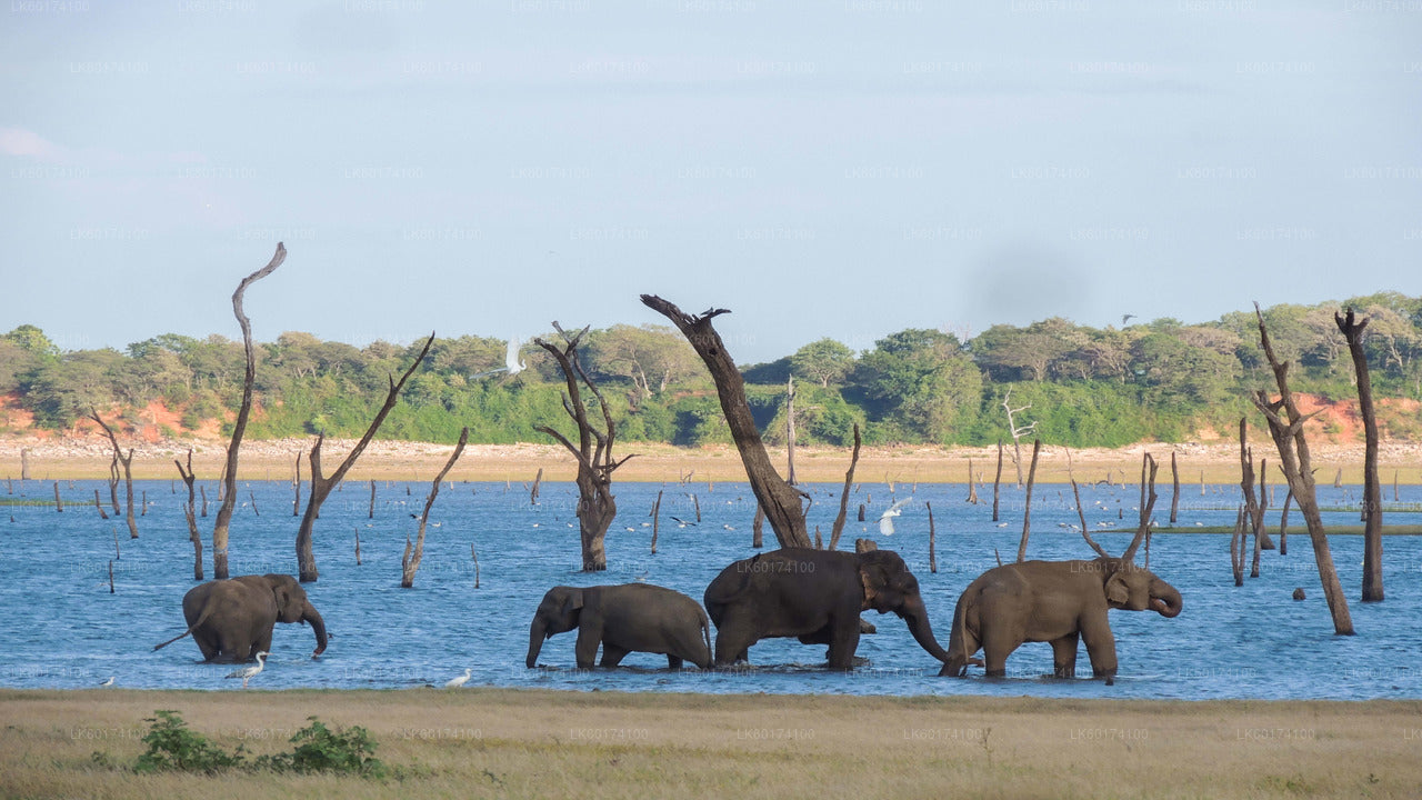Safari en el Parque Nacional de Kaudulla desde Kandy