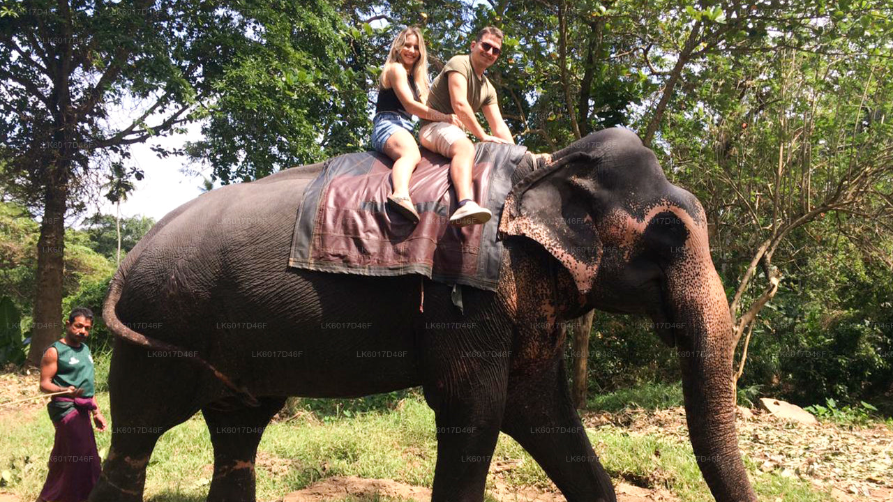 Fundación Millennium Elephant de Colombo