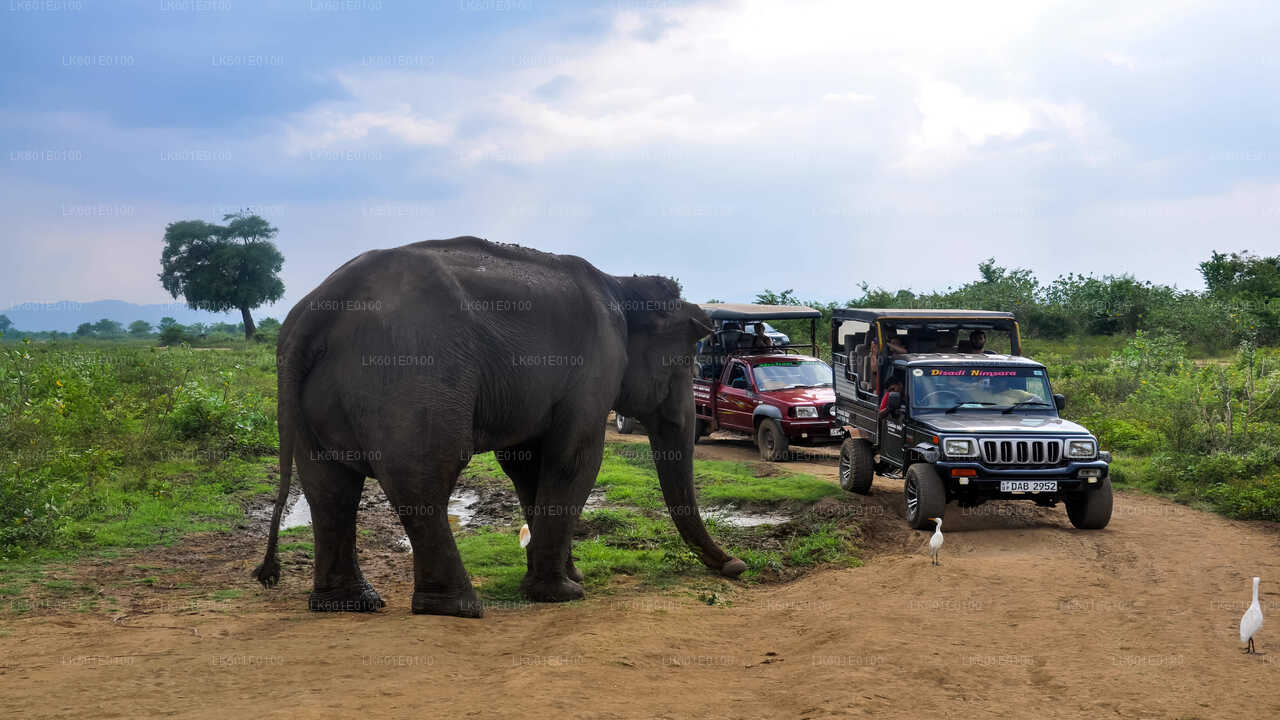Safari en el Parque Nacional de Udawalawe desde Koggala