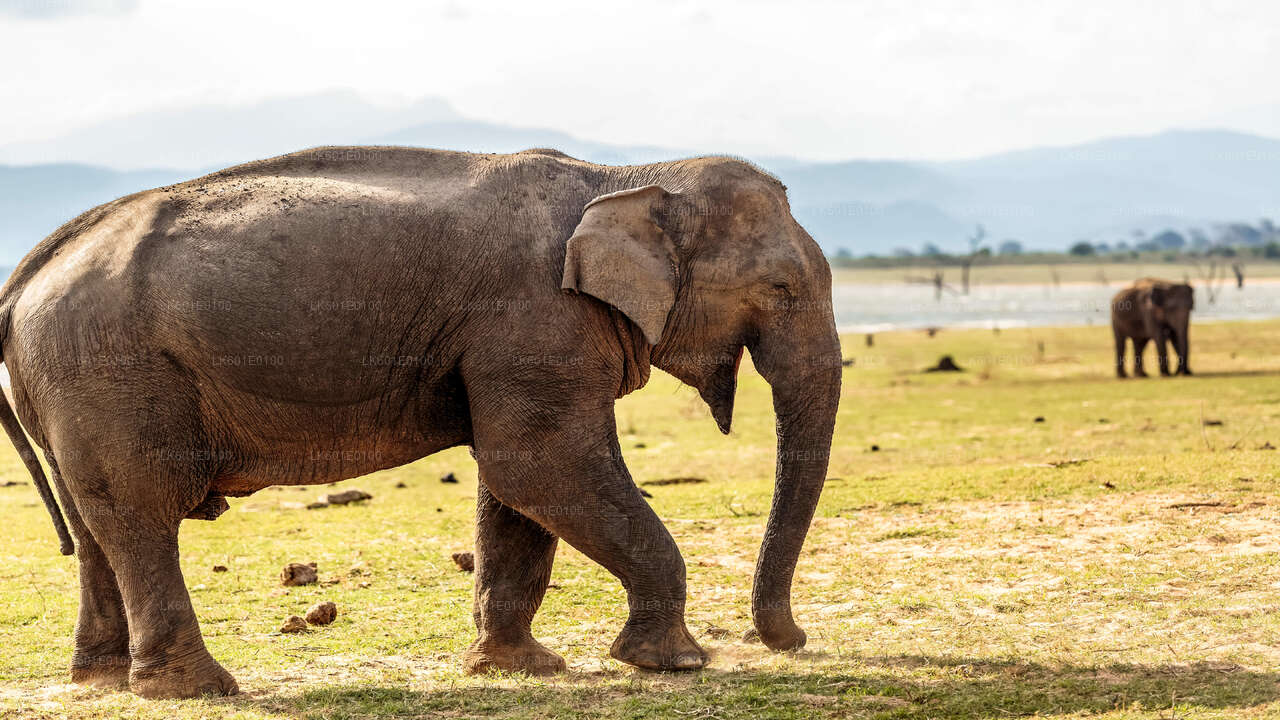 Safari en el Parque Nacional de Udawalawe desde Koggala