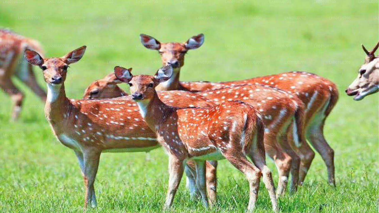 Safari por el Parque Nacional Wasgamuwa desde Polonnaruwa