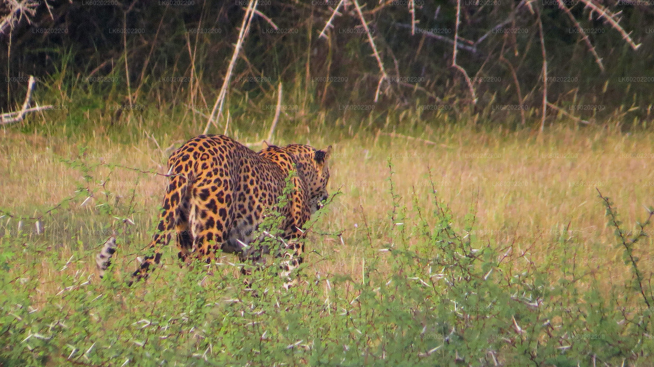 Safari en el Parque Nacional Wilpattu desde Sigiriya