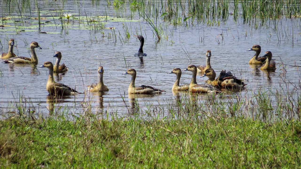 Safari en el Parque Nacional Wilpattu desde Sigiriya