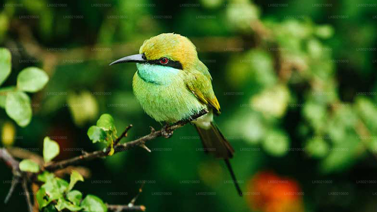 Safari por el Parque Nacional Bundala desde Tangalle