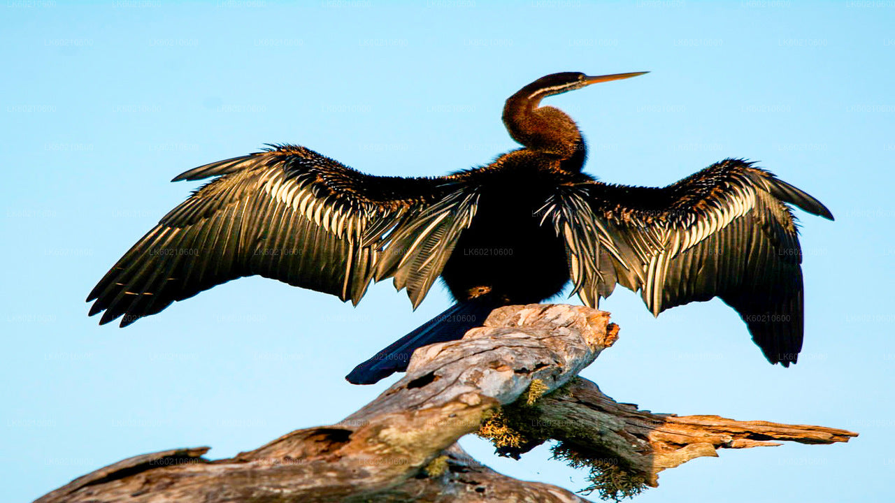 Safari por el Parque Nacional Bundala desde Tangalle