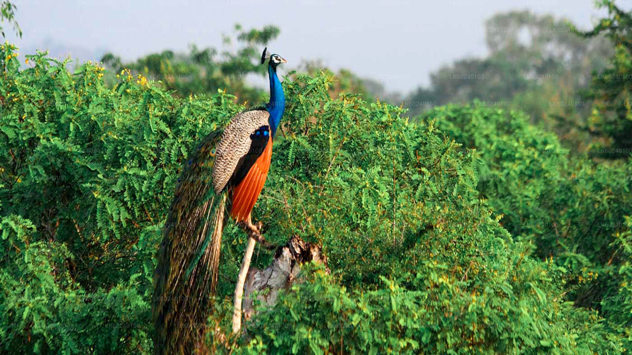 Safari en el Parque Nacional Yala desde Udawalawe