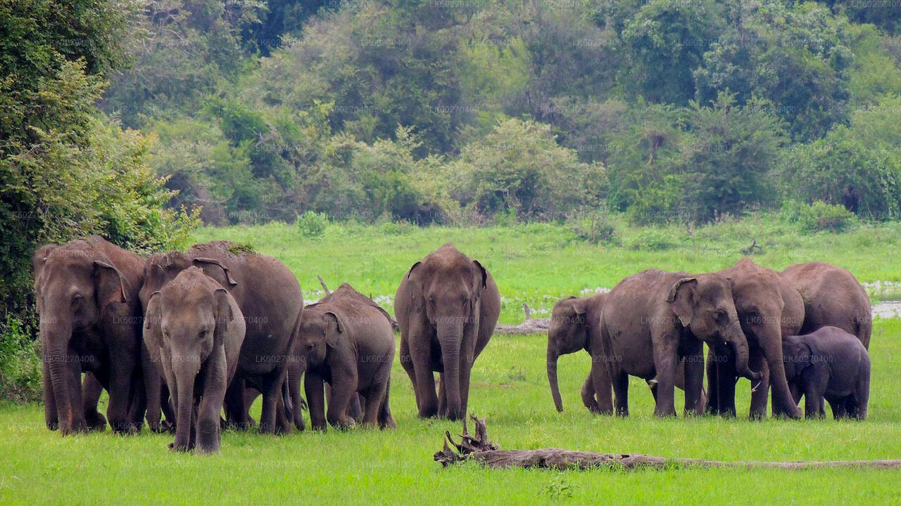 Safari en el Parque Nacional Udawalawe desde Dikwella