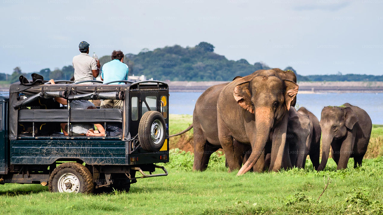 Safari en el Parque Nacional Yala desde Dikwella