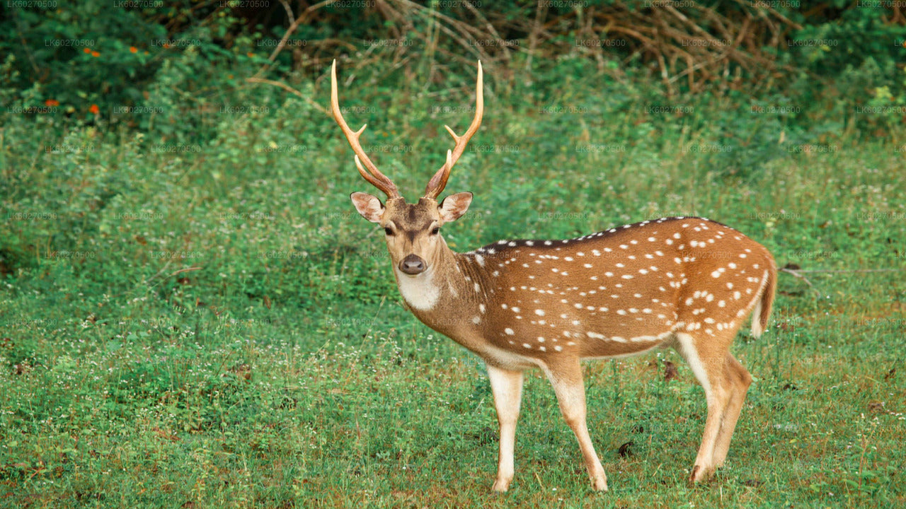 Safari en el Parque Nacional Yala desde Dikwella