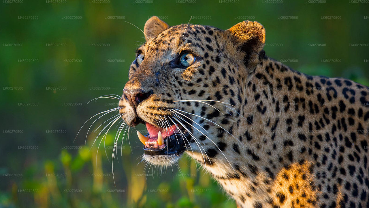 Safari en el Parque Nacional Yala desde Dikwella