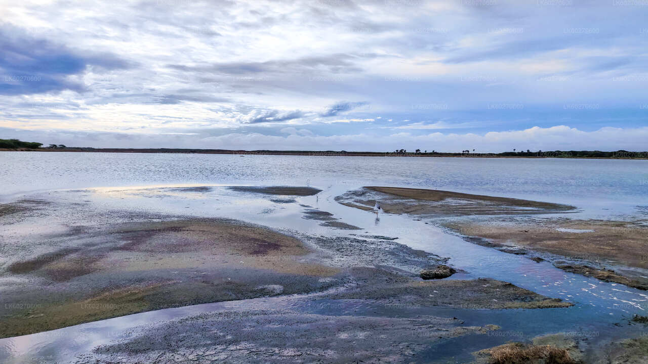 Safari en el Parque Nacional Bundala desde Dikwella
