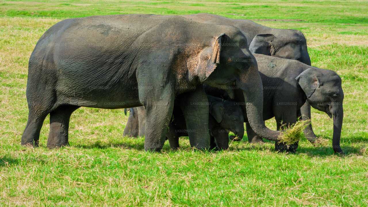 Safari en el Parque Nacional Udawalawe desde Hambantota