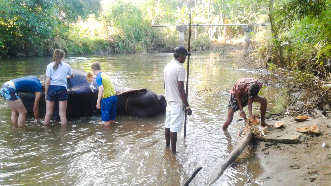 Safari a lomos de elefante desde Habarana