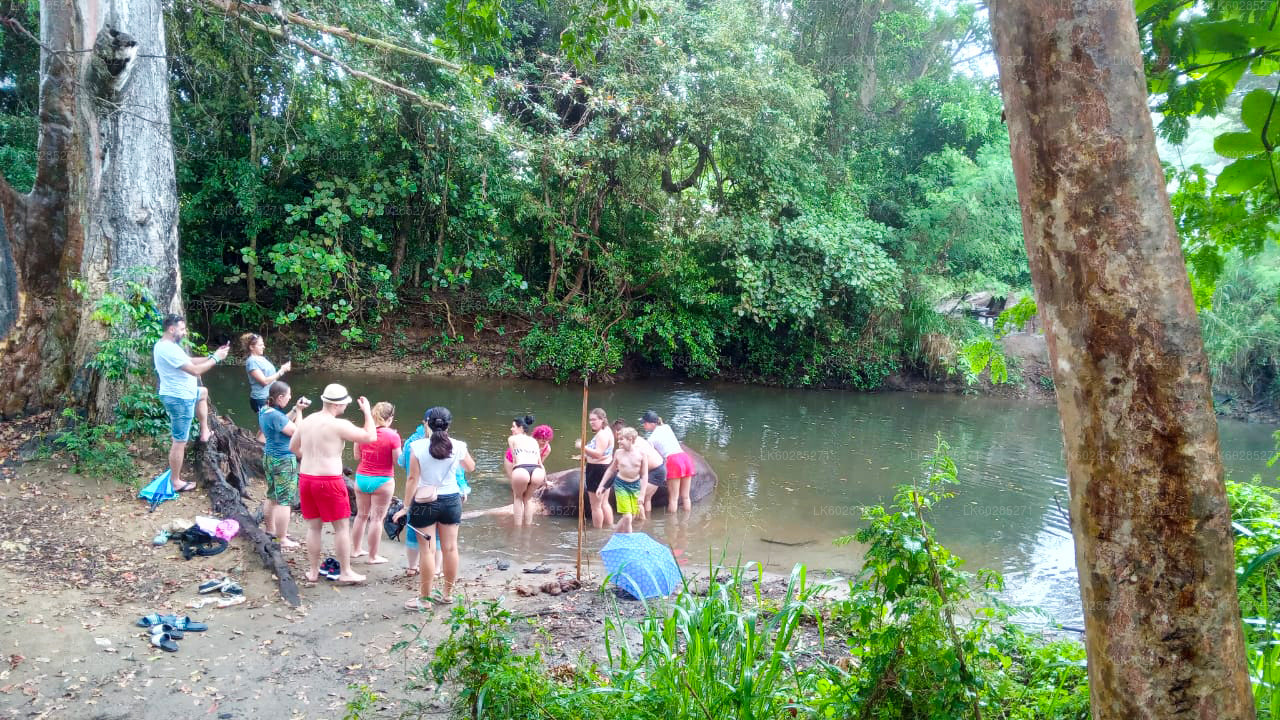 Safari a lomos de elefante desde Habarana